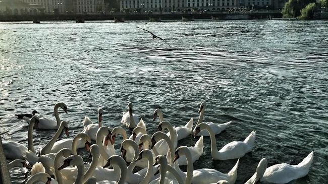 Hotel Comedie Geneva Bagian luar foto
